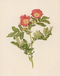 English Rose